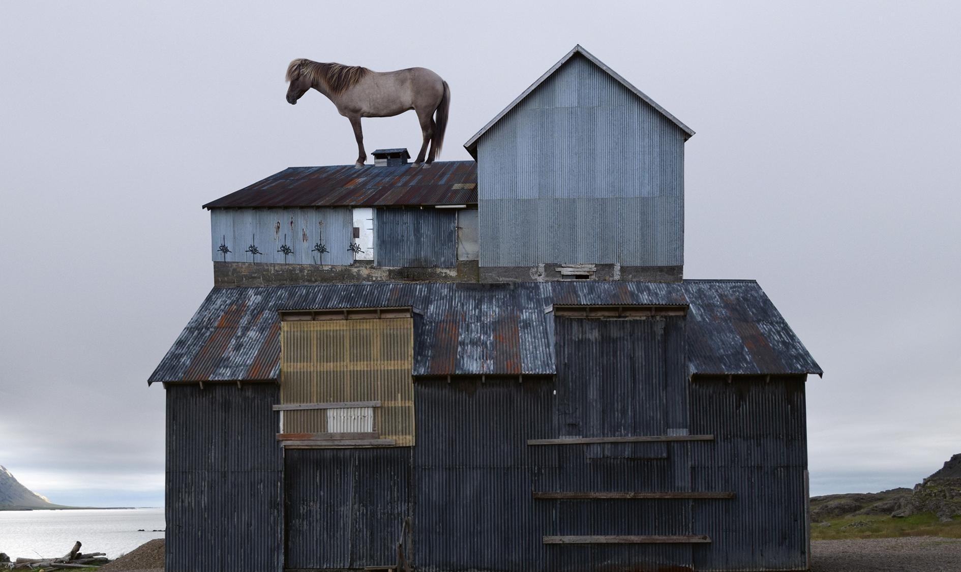 En häst står på en hög hus.