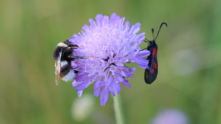 Pollinatörer. Foto: Gundula Kolb