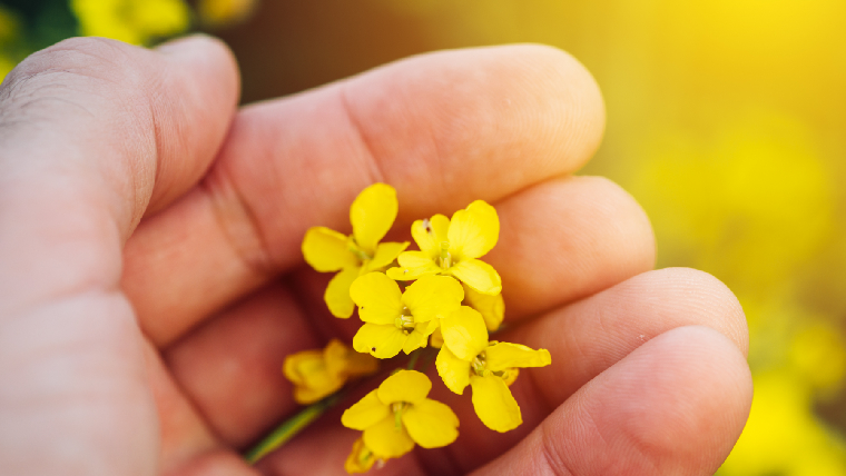 Gula blommor i en hand