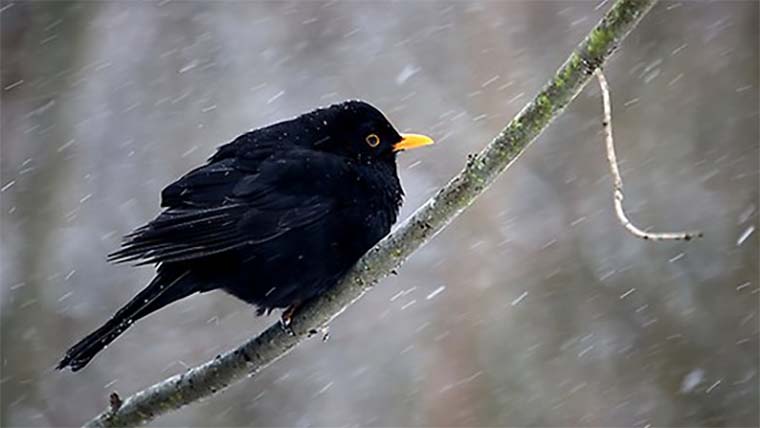 En svart fågel sitter på en pinne