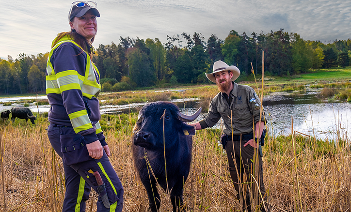 Värmdö kommuns ranger Kris Luckin och driftarbetare Helena Forslin tillsammans med vattenbuffeln Dobby.