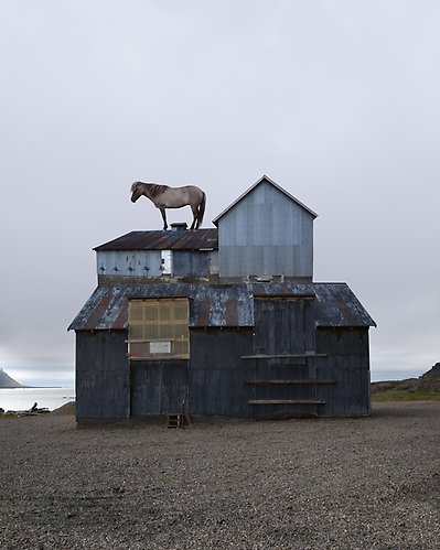 En häst står på taket av ett påbyggt skjul. Det är en molnig dag på en strand.